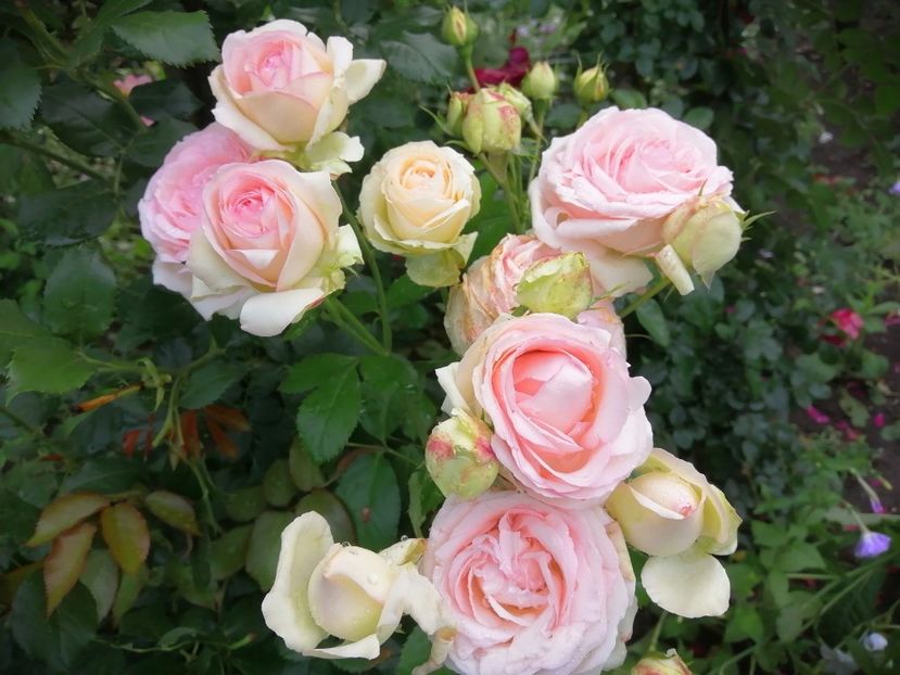  - Trandafiri 2020_2022 2023