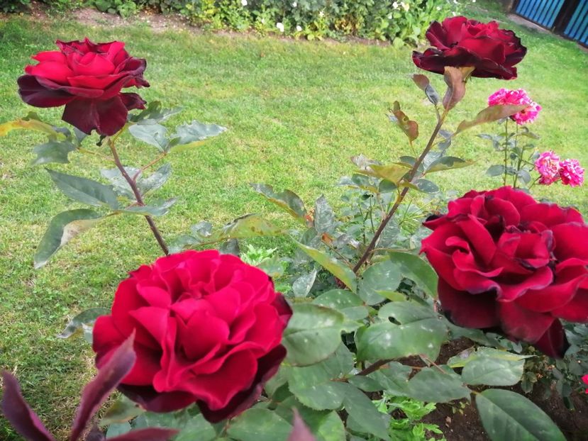  - Trandafiri 2020_2022 2023