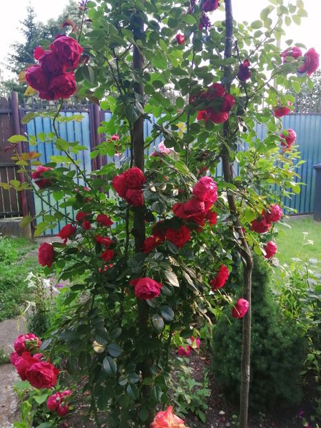  - Trandafiri 2020_2022 2023