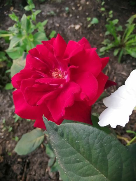  - Trandafiri 2020_2022 2023