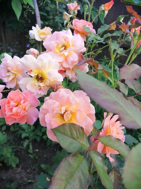  - Trandafiri 2020_2022 2023