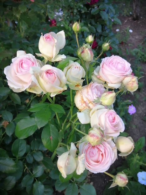  - Trandafiri 2020_2022 2023