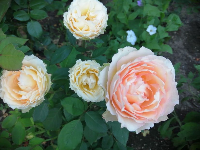  - Trandafiri 2020_2022 2023