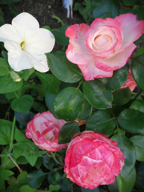  - Trandafiri 2020_2022 2023