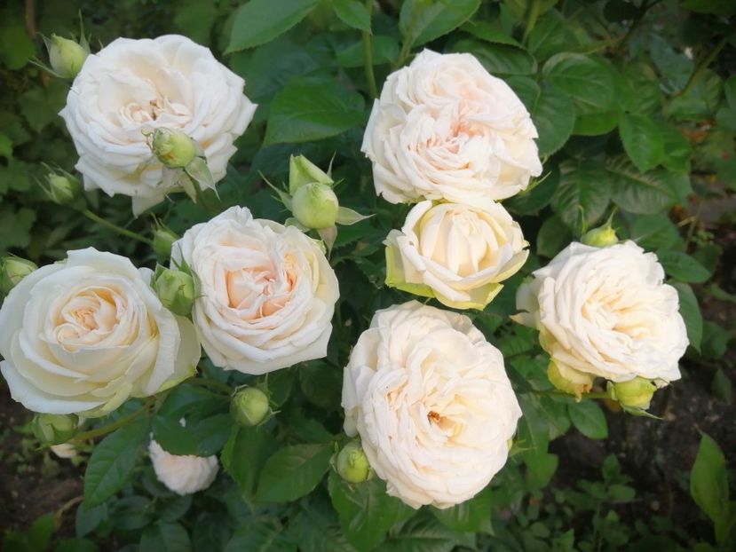  - Trandafiri 2020_2022 2023