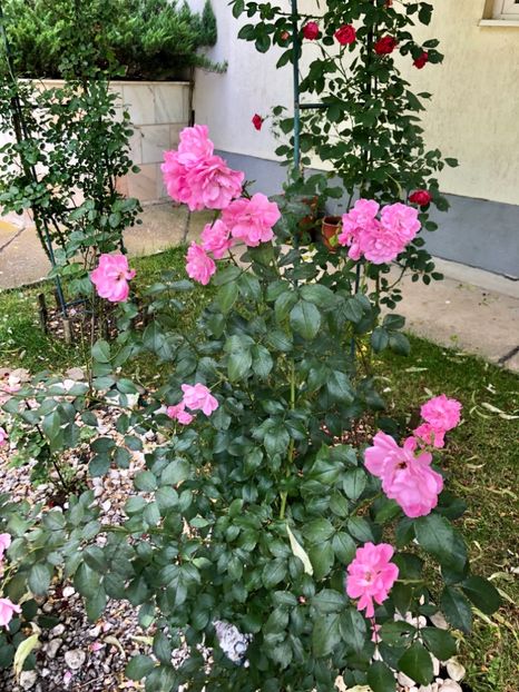 813C0516-62E8-4A8D-A788-F05A4D2CF0B6 - DIN GRADINA
