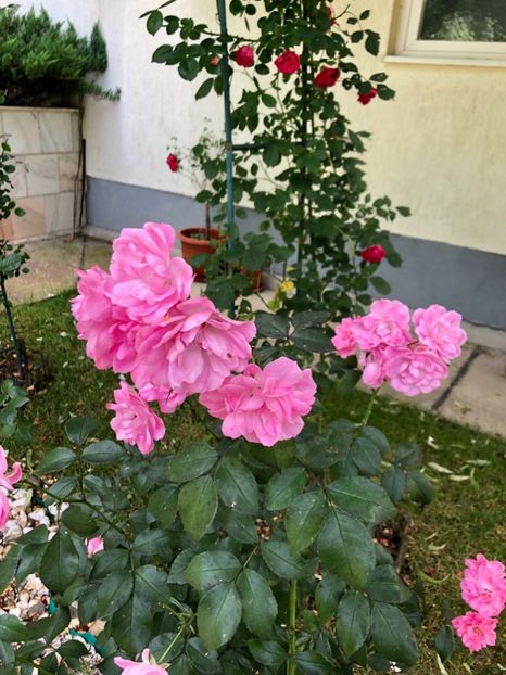 32B39791-887B-442F-B77B-C6034136ECD9 - DIN GRADINA