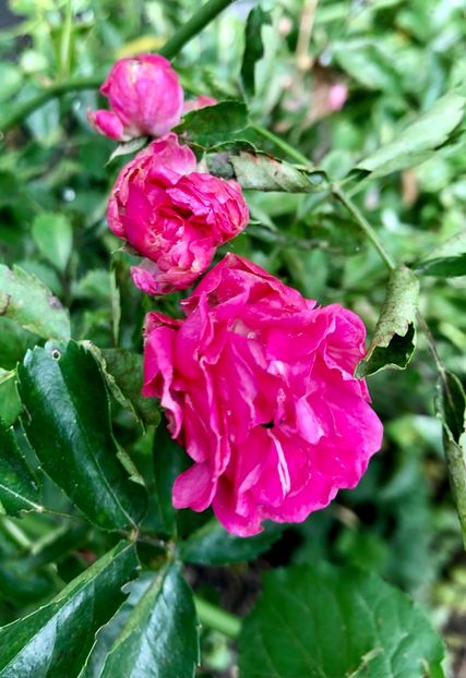 10B5766C-81D7-44C6-BE80-6901C98E5F9B - DIN GRADINA
