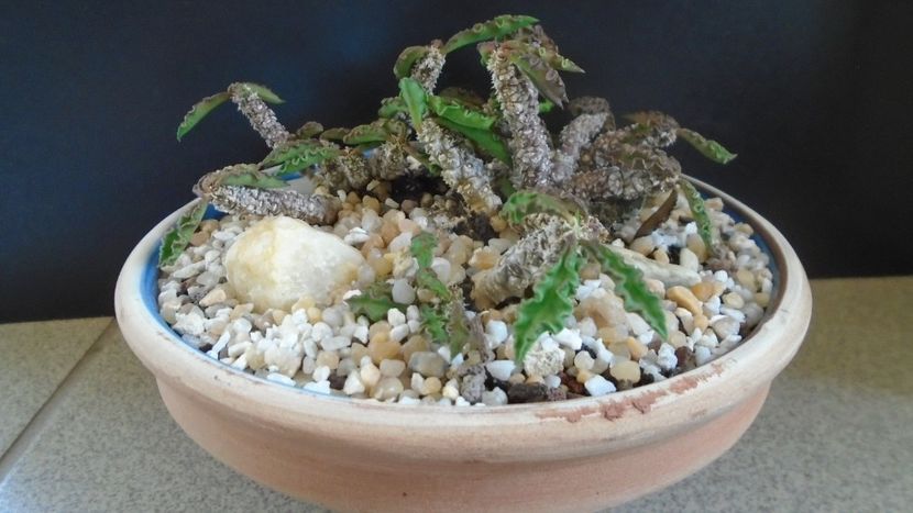 Euphorbia decaryi - Suculente-Agave-Yucca si Dracaena 2021