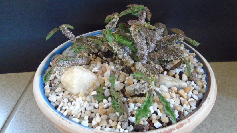 Euphorbia decaryi - Suculente-Agave-Yucca si Dracaena 2021