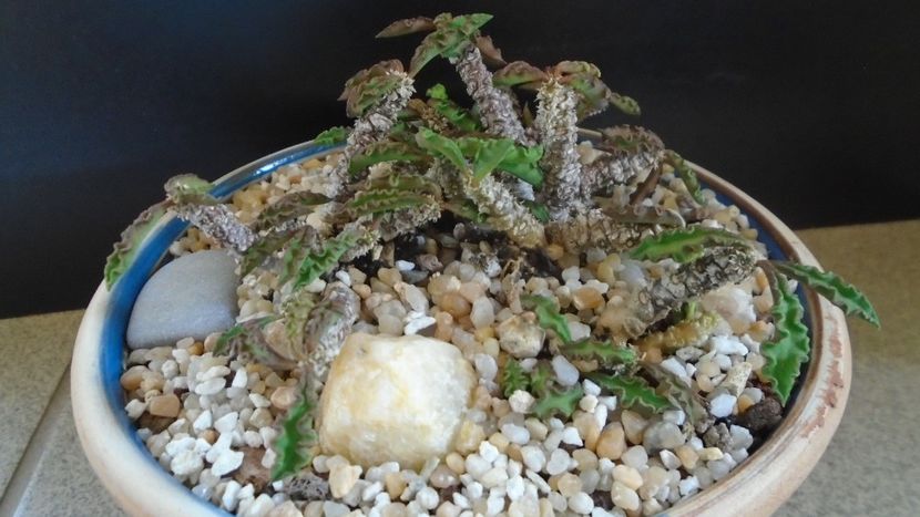 Euphorbia decaryi - Suculente-Agave-Yucca si Dracaena 2021