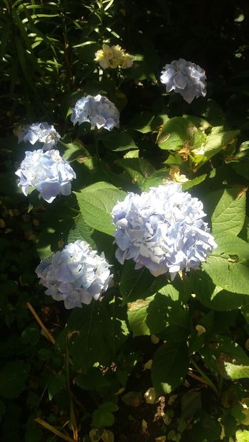 IMG-20210626-WA0001 - Hidragena 2021