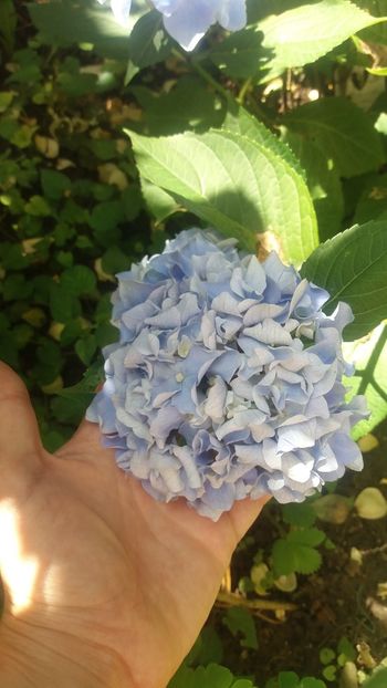 IMG-20210626-WA0003 - Hidragena 2021