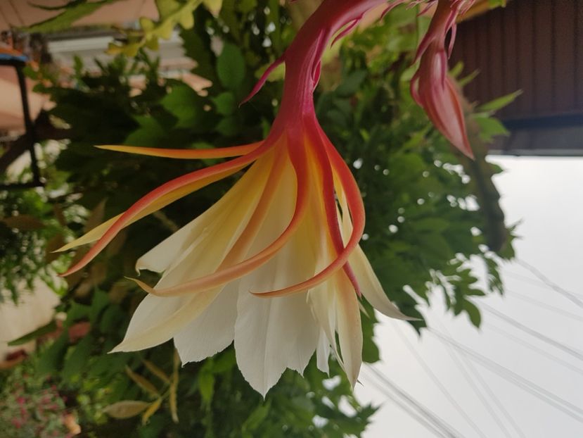  - Epiphyllum