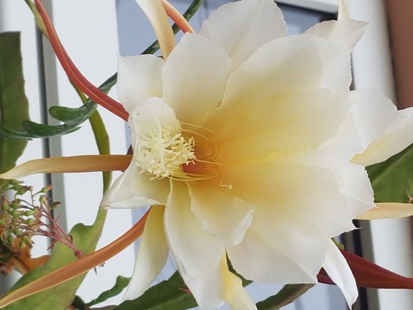  - Epiphyllum