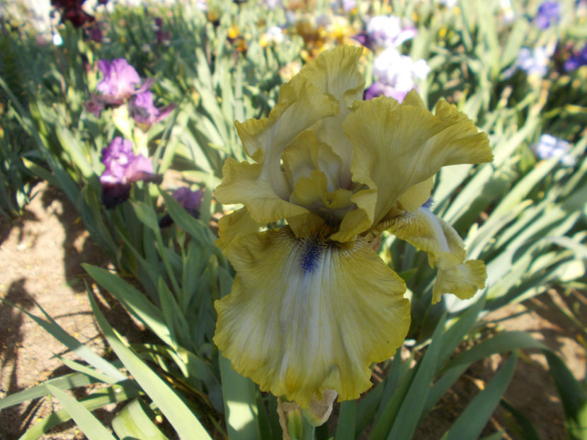 T-v-r2,3-ride the tiger-15 - IRISI INALTI SI MEDII DISPONIBILI IN-2023 capitol 1