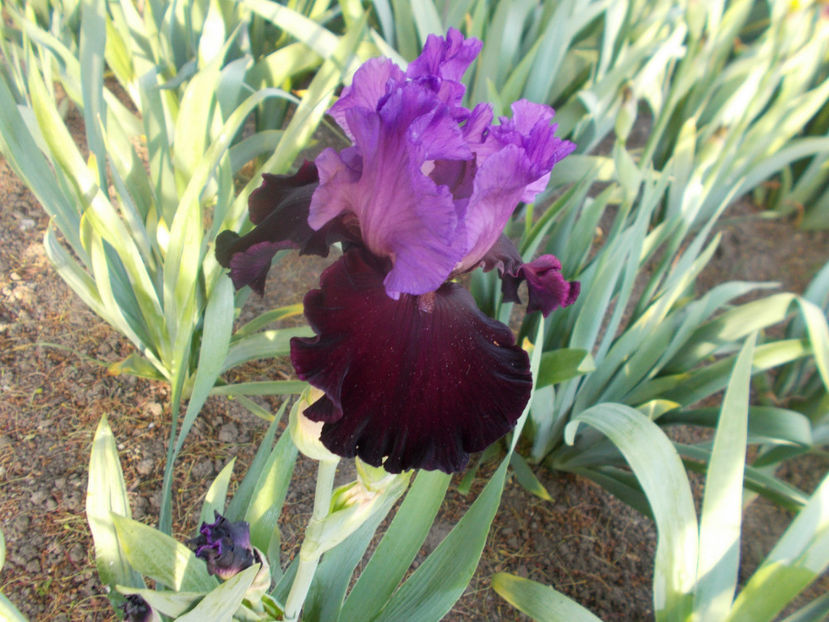 T-v-r2,4-italian velvet-10 - IRISI INALTI SI MEDII DISPONIBILI IN-2023 capitol 1