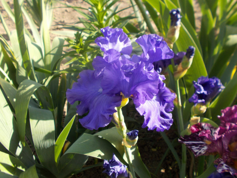 t-v-r5,4-capital city jazz-12 - IRISI INALTI SI MEDII DISPONIBILI IN-2023 capitol 1