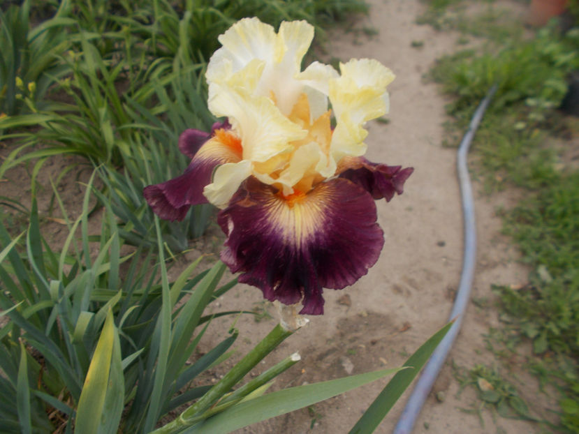 T-z-ale-5,9-gypsy hero-15 - IRISI INALTI SI MEDII DISPONIBILI IN-2023 capitol 1