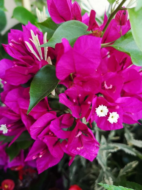 ❤️ Bougainvillea ❤️ - 0 0 2021