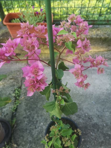  - Bougainvillea