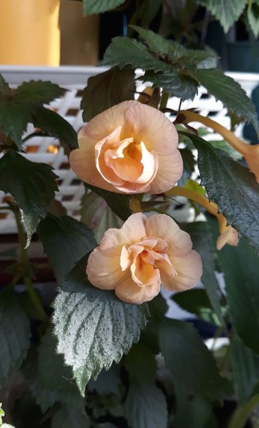  - 0001 2022 - RF s Tropicana