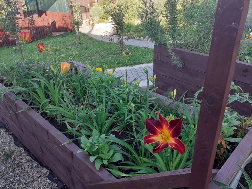 Ruby Spider - Hemerocallis 2021