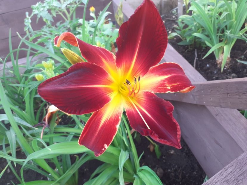 Ruby Spider - Hemerocallis 2021