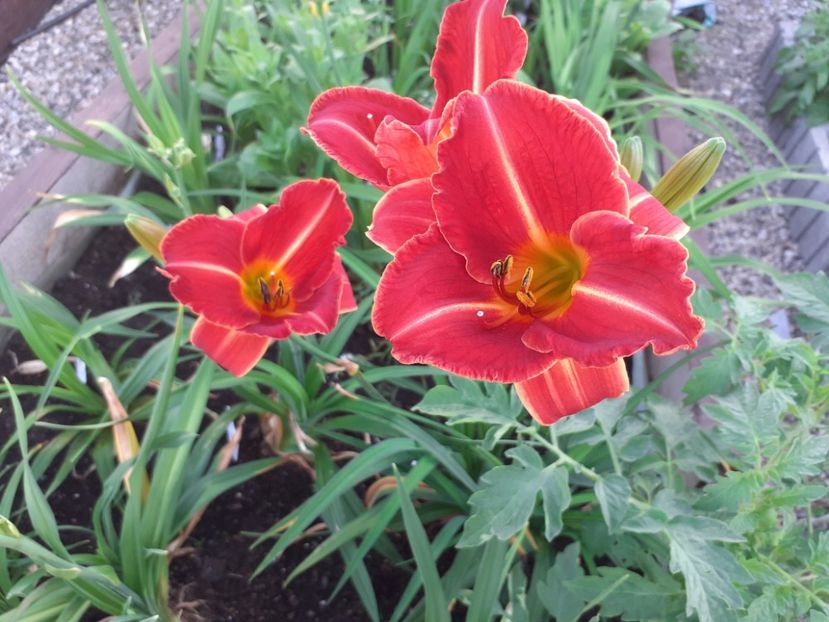 Miss Latvia - Hemerocallis 2021