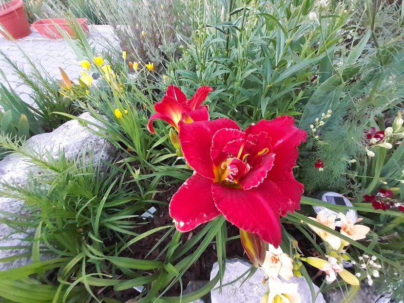 Highland Lord before sunrise - Hemerocallis 2021