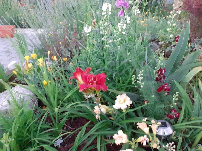  - Hemerocallis 2021