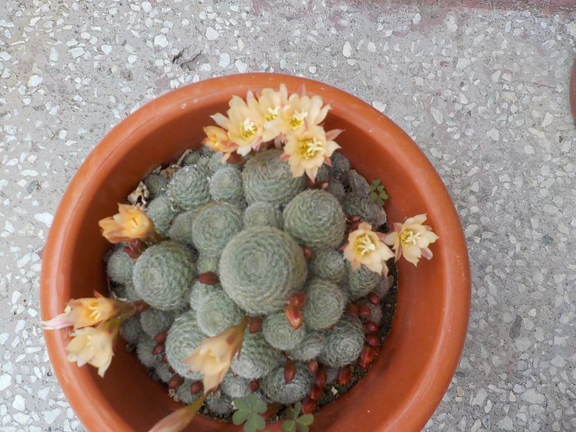  - rebutia heliosa