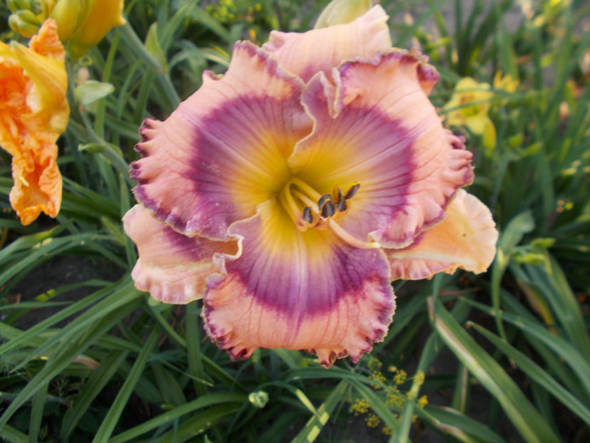 r3,5-sherry candy-16 - HEMEROCALLISI NOI DISPONIBIL IN 2021