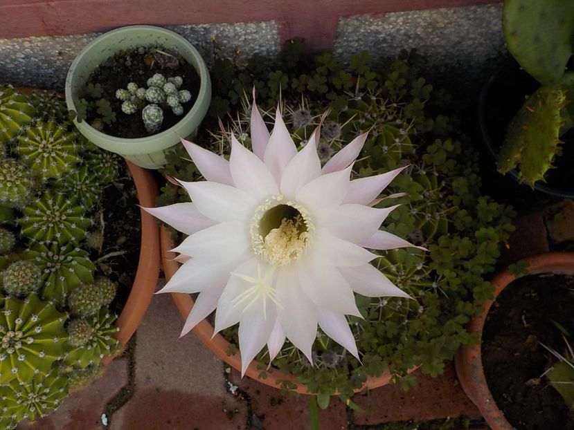  - echinopsis oxygona