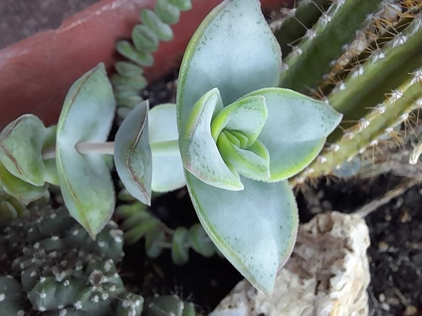  - CACTUSI si SUCULENTE