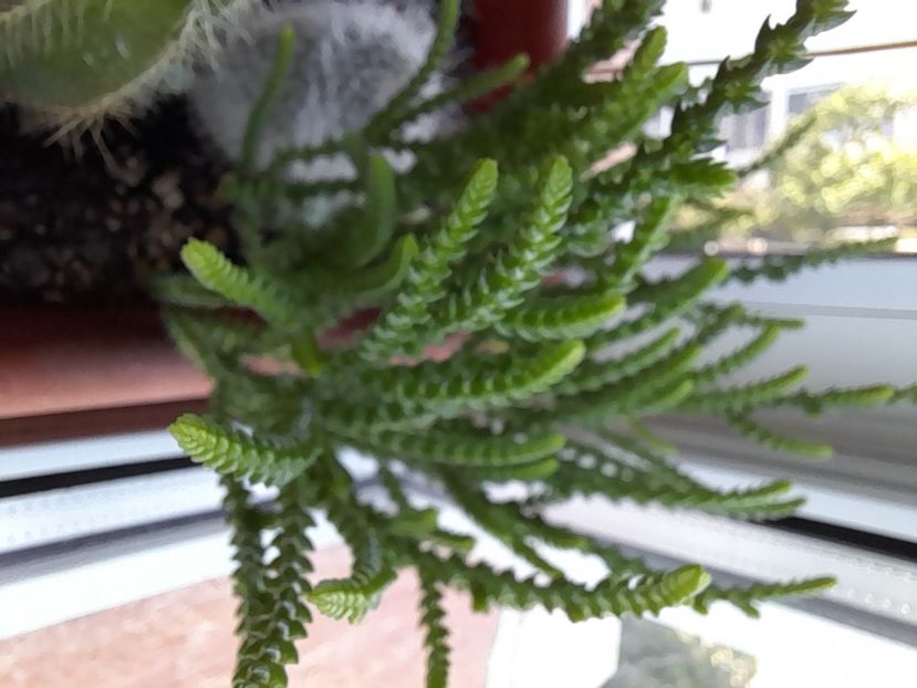  - CACTUSI si SUCULENTE