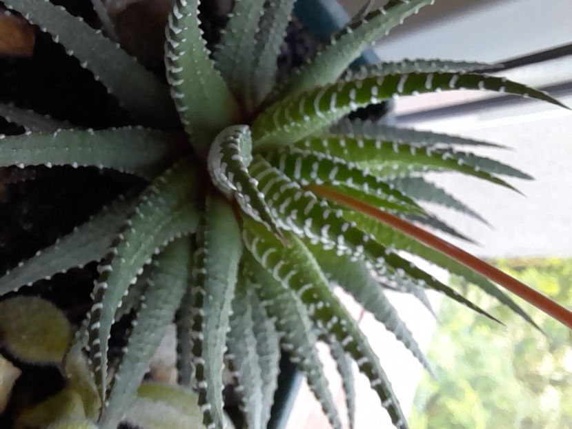  - CACTUSI si SUCULENTE