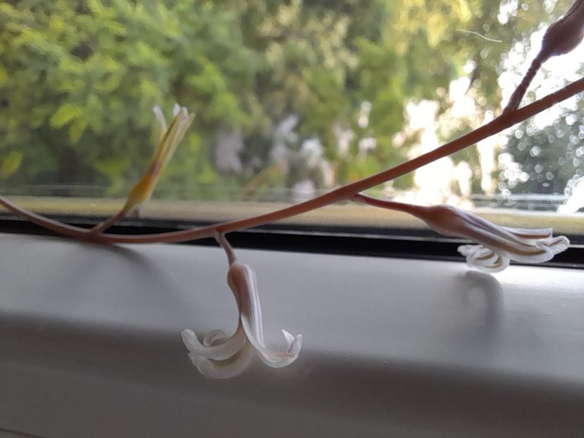  - CACTUSI si SUCULENTE