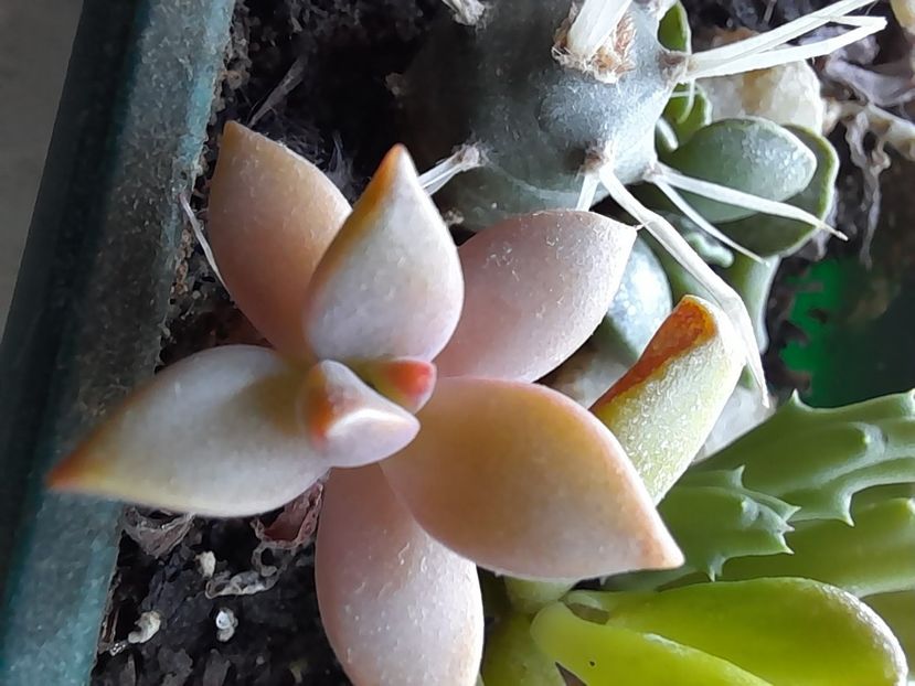 - CACTUSI si SUCULENTE