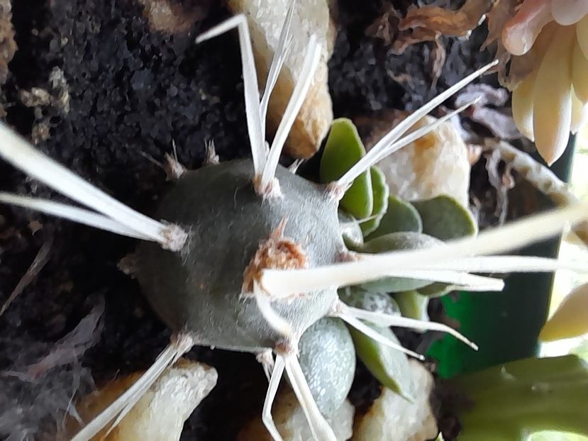  - CACTUSI si SUCULENTE