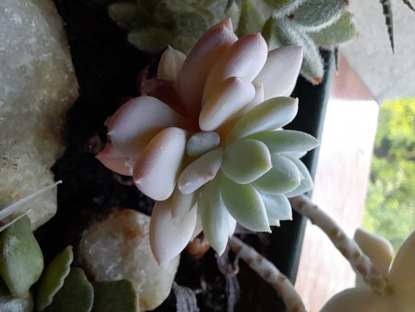  - CACTUSI si SUCULENTE