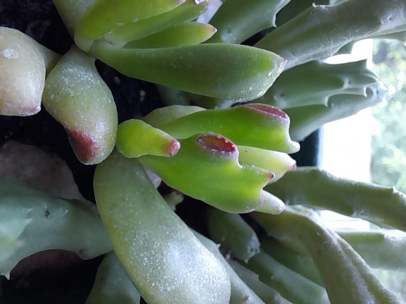  - CACTUSI si SUCULENTE