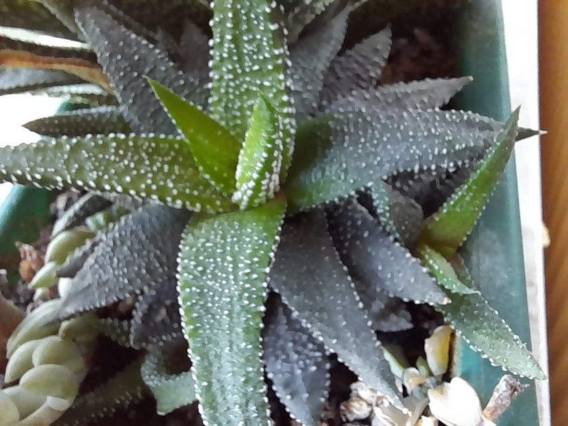  - CACTUSI si SUCULENTE
