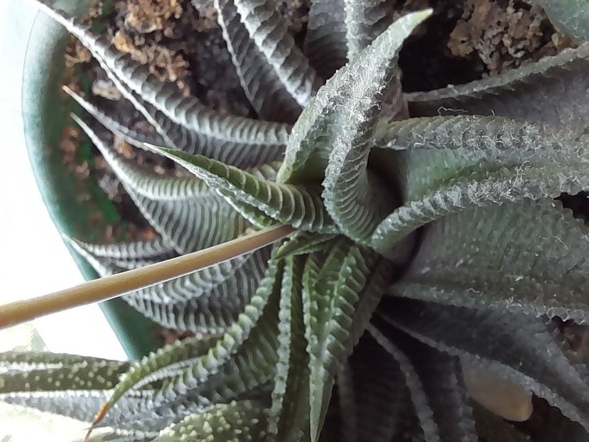  - CACTUSI si SUCULENTE