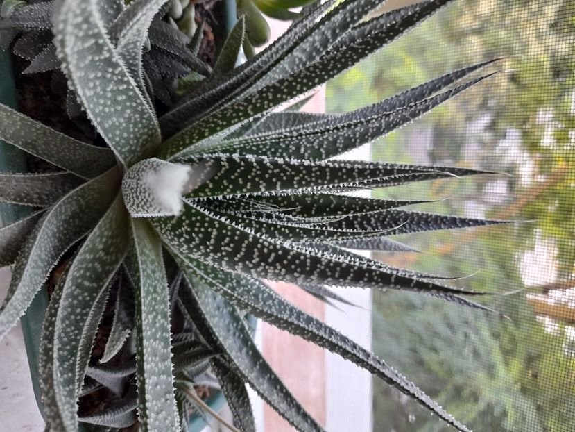  - CACTUSI si SUCULENTE