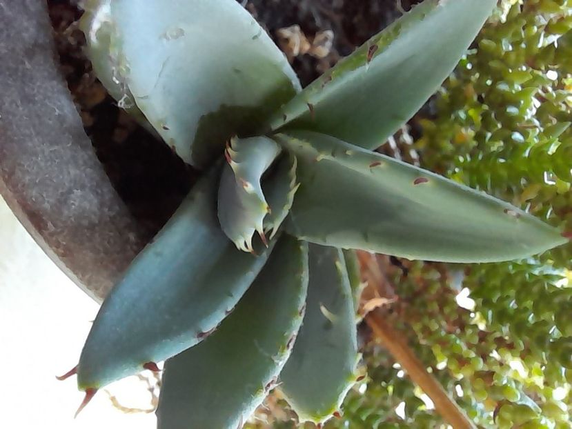  - CACTUSI si SUCULENTE