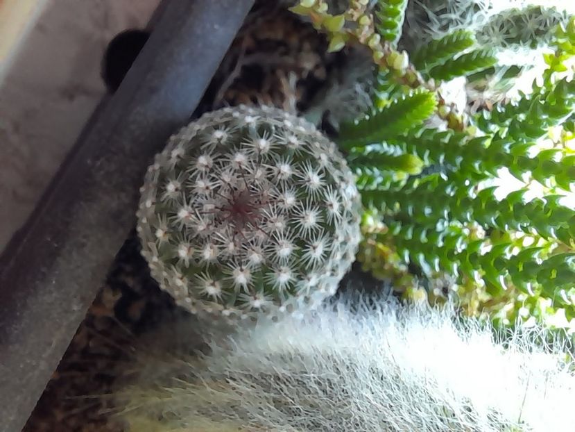  - CACTUSI si SUCULENTE