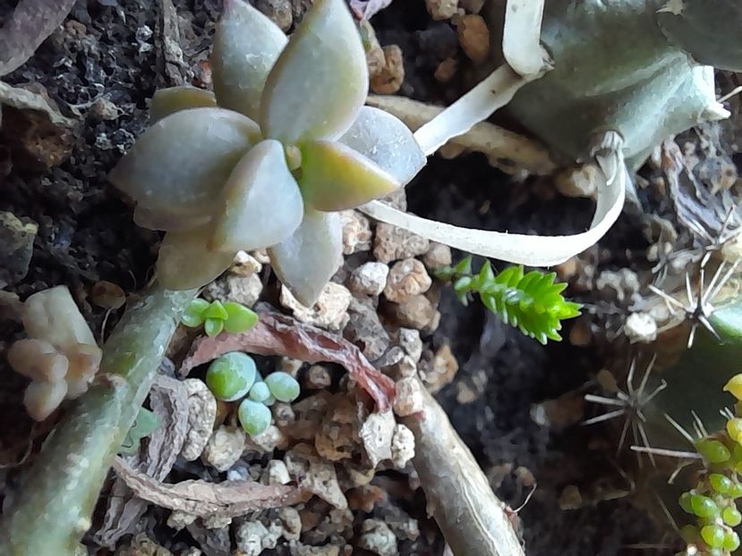  - CACTUSI si SUCULENTE