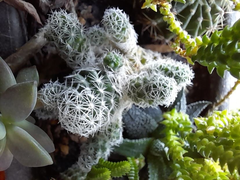  - CACTUSI si SUCULENTE