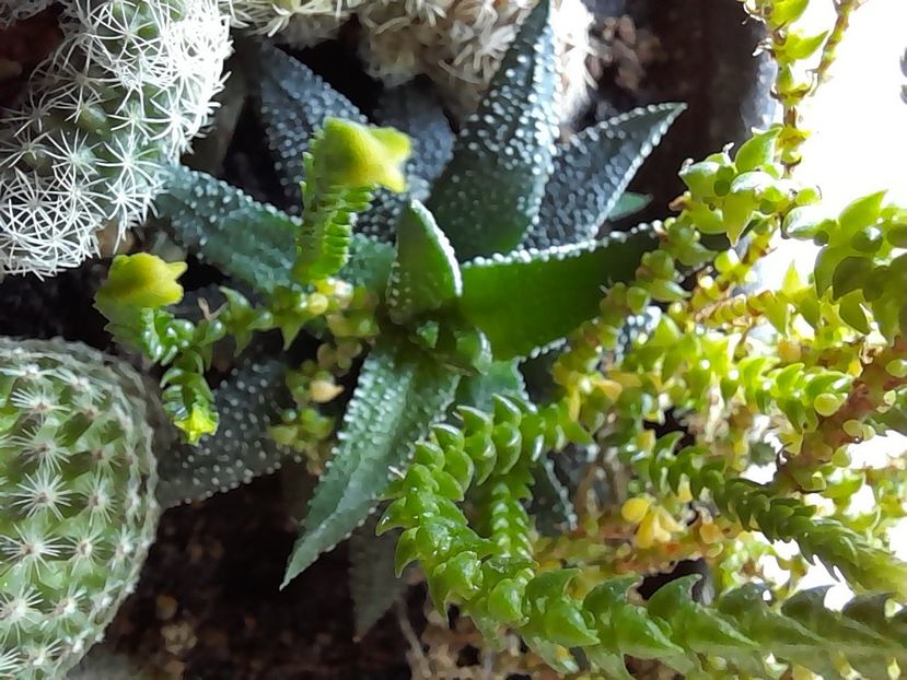  - CACTUSI si SUCULENTE